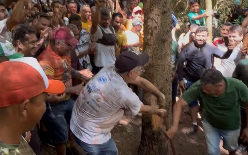 Corte do Pau da Bandeira de Santo Antônio 2026 é realizado no Sítio São Joaquim, em Barbalha