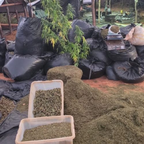 Polícia Civil localiza cerca de 290 mil pés de maconha em Acopiara