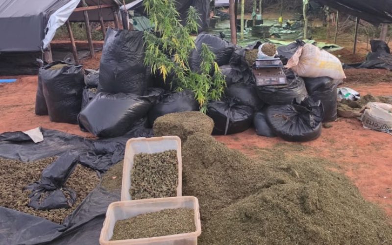 Polícia Civil localiza cerca de 290 mil pés de maconha em Acopiara