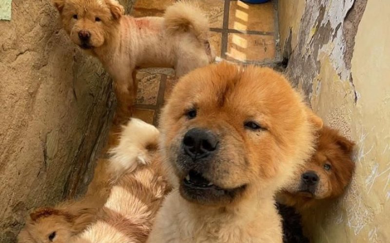 Suspeita de maus-tratos a animais em canil de Brejo Santo é presa pela PCCE no Maranhão