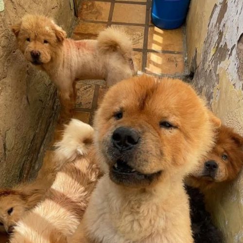 MPCE denuncia mulher por manter 90 animais em situação de maus-tratos no município de Brejo Santo