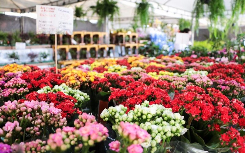 Festival das Flores de Holambra volta ao Crato com mais de 200 espécies em exposição na Praça da Sé