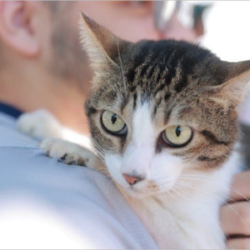 Coordenadoria de Bem-Estar Animal disponibiliza número oficial para atendimento