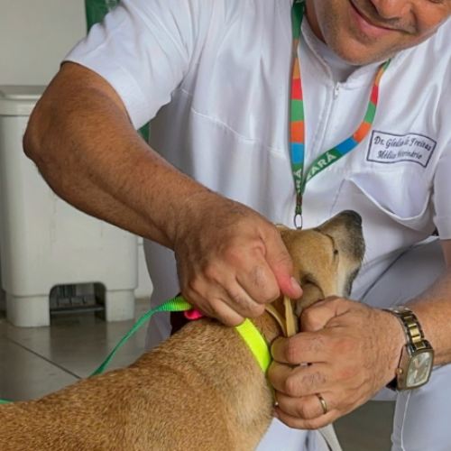 Giro Pet Ceará leva vacinação e encoleiramento antiparasitário para Juazeiro do Norte, Crato e Saboeiro nesta semana