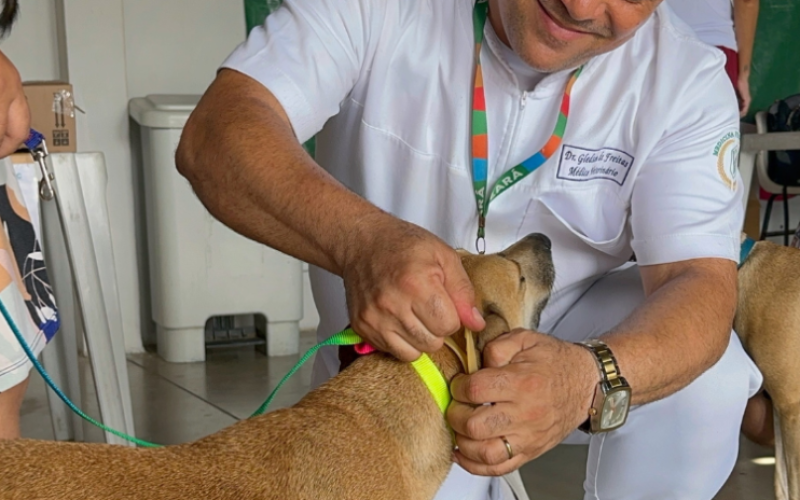 Giro Pet Ceará leva vacinação e encoleiramento antiparasitário para Juazeiro do Norte, Crato e Saboeiro nesta semana