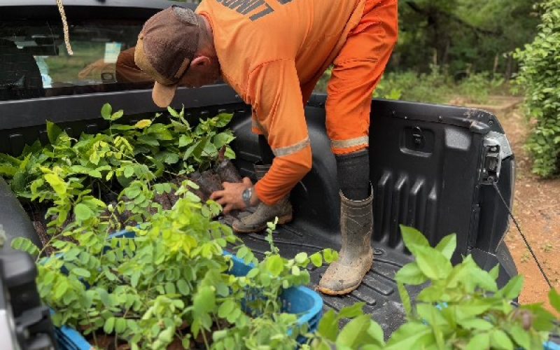 Crato recebe sementes de 15 espécies nativas da caatinga, destinadas ao Viveiro de Mudas