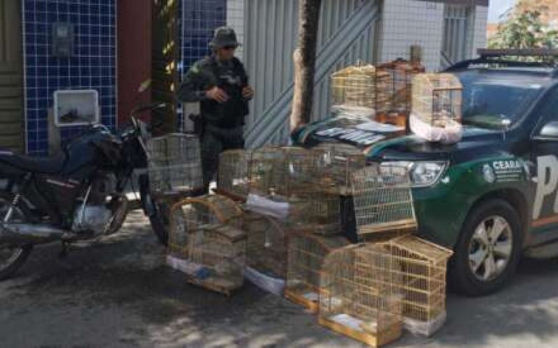 Homem é detido e 16 aves silvestres são resgatadas pela PMCE em Juazeiro do Norte