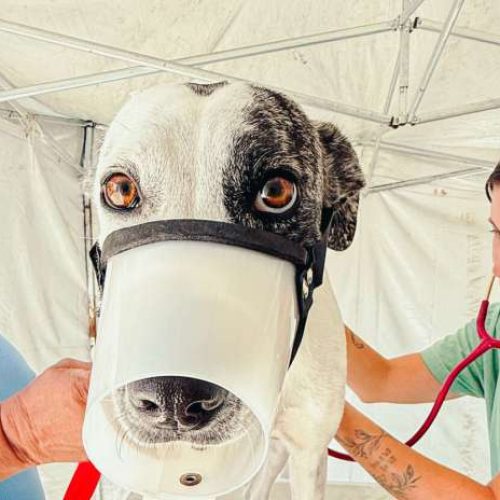 Governo do Ceará leva castrações gratuitas de cães e gatos ao Cariri com o Pet Ceará Móvel