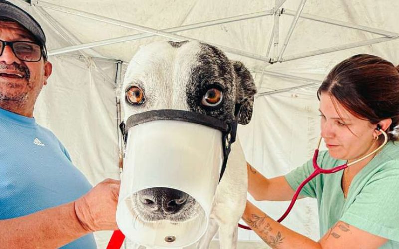 Governo do Ceará leva castrações gratuitas de cães e gatos ao Cariri com o Pet Ceará Móvel