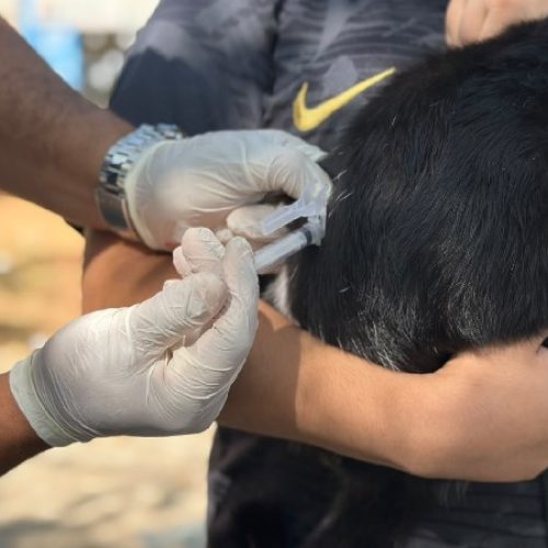 Prefeitura do Crato realiza Dia D de Vacinação Antirrábica na zona rural no sábado, 17 de outubro