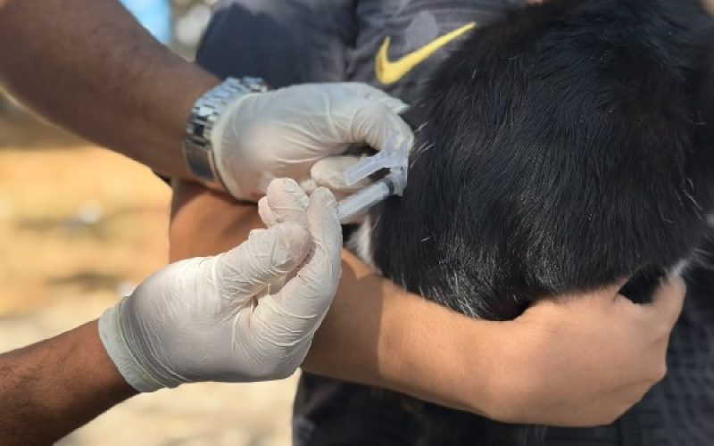 Prefeitura do Crato realiza Dia D de Vacinação Antirrábica na zona rural no sábado, 17 de outubro
